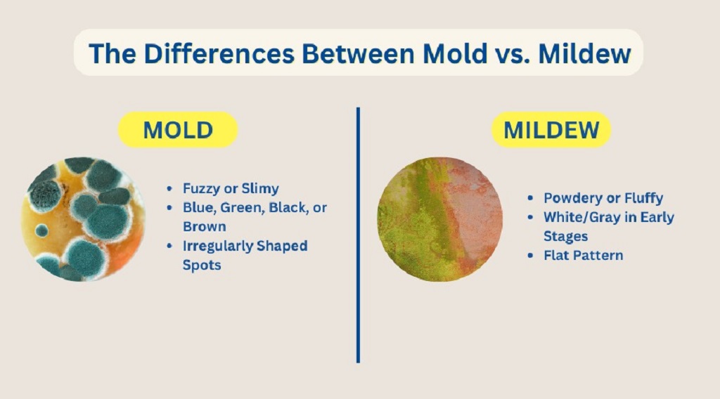 Will washing alone remove mold or mildew